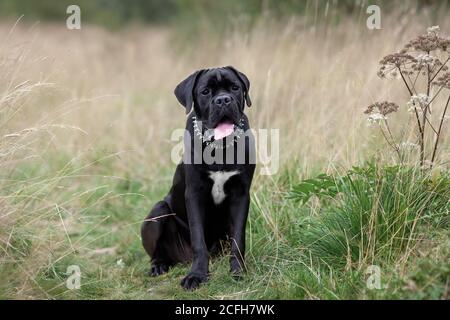 Portrait of sitting black big dog at nature. Cane corse breed puppy outdoors. Stock Photo