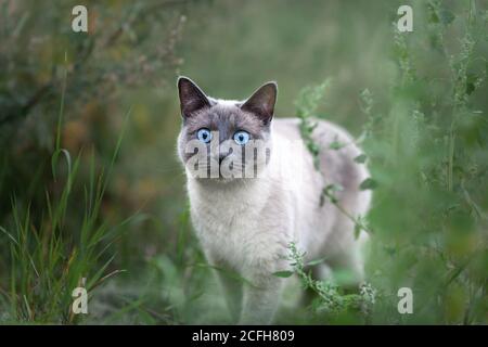 Young adult thai cat with big blue eyes walking in green grass at nature Stock Photo