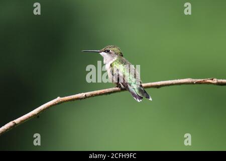 Ruby Throated Hummingbird Archilochus colubris perching on a twig Stock Photo