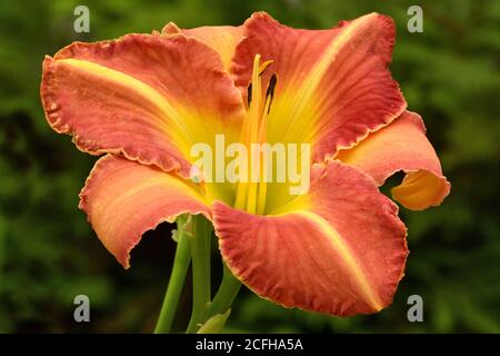 Closeup of colorful daylily blossom (Hemerocallis) with ruffled vibrant orange petals, yellow throat, and yellow mid-rib running along each petal. Stock Photo