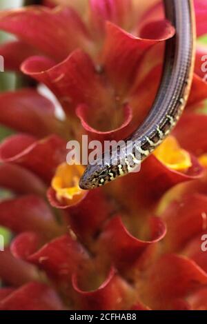 Species Profile: Island Glass Lizard (Ophisaurus compressus)