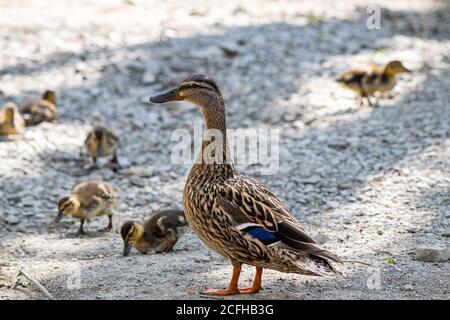 Mom Mallard duck watching over her kids as they look around for food. Stock Photo