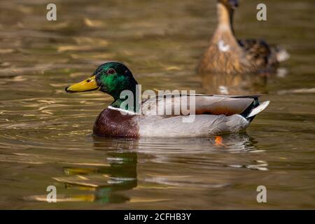 A male and female Mallard duck swimming close to each other. The male up front with focus on him. While the female swims in the background. Stock Photo