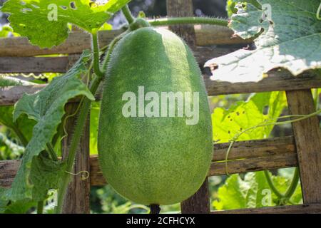 Growing big cucumber in the garden in summer Stock Photo
