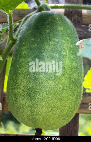 Growing big cucumber in the garden in summer Stock Photo