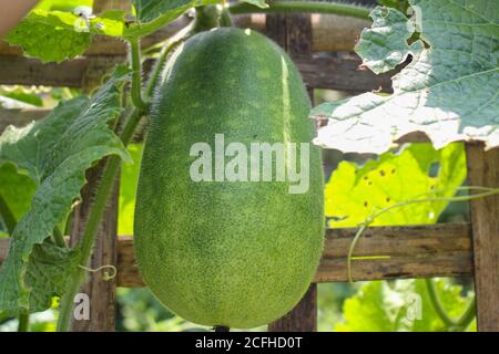 Growing big cucumber in the garden in summer Stock Photo