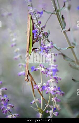 Praying mantis (Tenodera species) - North Carolina Arboretum, Asheville, North Carolina, USA Stock Photo