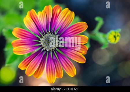 African Daisy "Zion Purple Sun" (Osteospermum ecklonis) - Asheville, North Carolina, USA Stock Photo