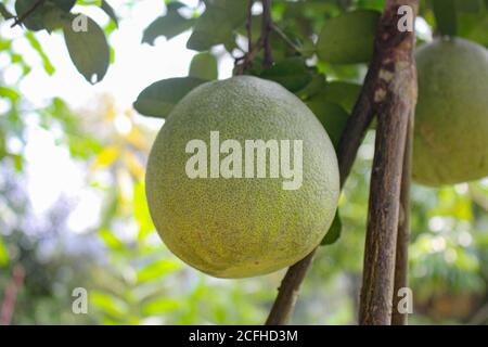 Pomelo citrus fruit, green pomelo hanging on branch Stock Photo