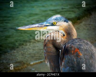 Florida water bird the Great Blue Heron in Everglades National Park Stock Photo