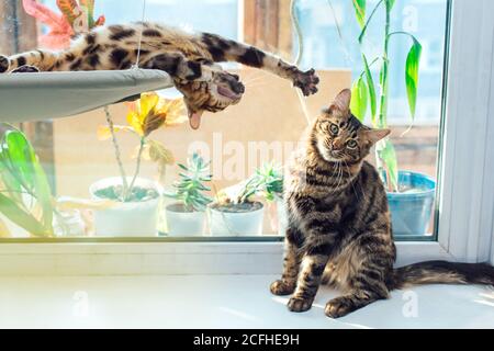 Two cute bengal kittens gold and chorocoal color laying on the cat's window bed playing and fighting. Stock Photo