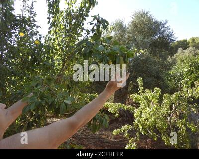 elderly woman picking pears in the vegetable garden in Salento Italy Stock Photo