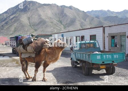 Bactrian Camel tied to lorry tailgate, near Turpan, Xinjiang, China 21 May 2005 Stock Photo