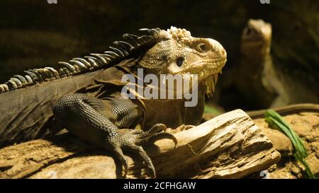 Two cuban iguanas in the aviary. Stock Photo