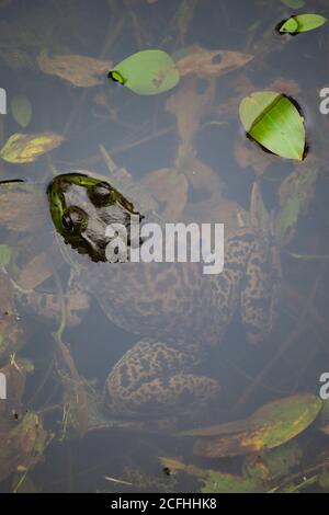 Large American Bullfrog half submerged in a pond Stock Photo