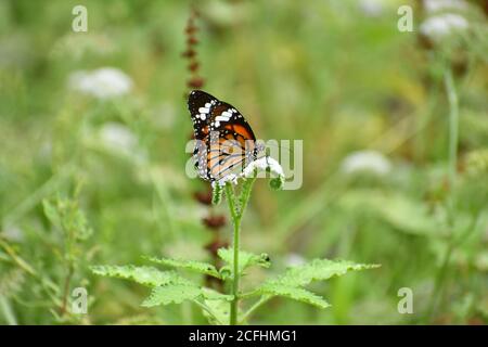 A colorful butterfly on a flower Stock Photo