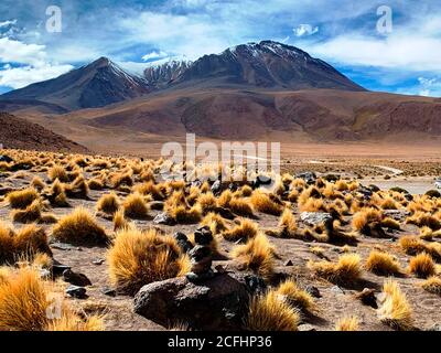 wild puna in Bolivia Highlands, Volcano Canapa mountain, Altiplano plateau. Atacama desert landscape.  Festuca orthophylla grass. Awe view on Andes Stock Photo
