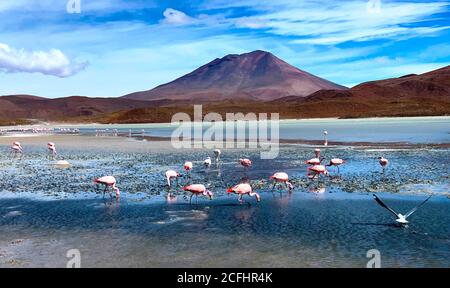 View on laguna Hedionda full of beautiful pink andean flamingos. Wonderful exotic volcanic landscape. Stinking lake Hedionda in Bolivia, Andes. Stock Photo