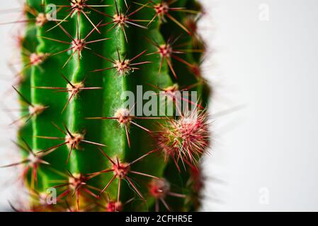 Large sharp thorns on a home green cactus. Stock Photo