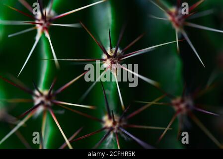 Large sharp thorns on a home green cactus. Stock Photo