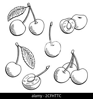 Vector Cherry healthy food. Black and white engraved ink art. Isolated ...