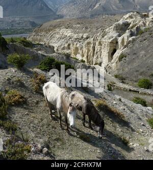 Tibetan Horses grazing in Himalayan mountains, Mustang district, Nepal. Stock Photo