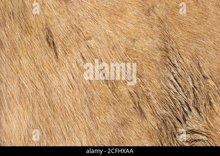 beige horse pelt texture for your design, image taken on a farm animal Stock Photo