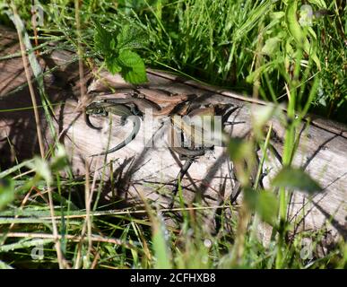Lizards sunning themselves on a log at Lackford Lakes Nature Reserve, Suffolk, UK Stock Photo