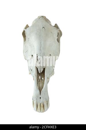 large horse skull isolated on white background Stock Photo