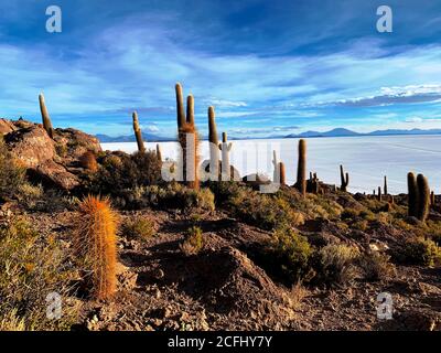 Island of cacti in Bolivia desert. Isla Incahuasi. Unusual place with plenty cactuses. Giant cactus. Scenic wilderness desert. Salar de Uyuni. Stock Photo