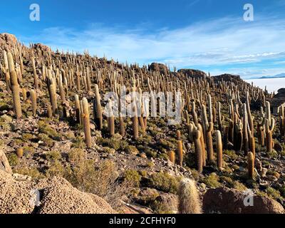 Scenic island Incahuasi of giant cacti on the Salar de Uyuni in Bolivia, Altiplano. Cactuses in arid desert Atacama. Thousands of plants cacti. Stock Photo