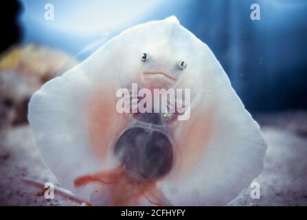 Baby ray fish face close-up bottom view Stock Photo