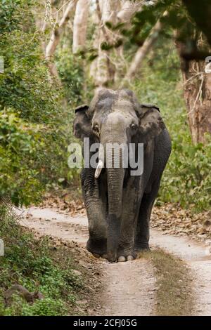 Adult Asian Elephant with single tusk walking on the game path in Corbett Tiger Reserve of Uttarakhand state in India Stock Photo