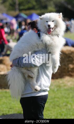 Echo samoyeds best sale