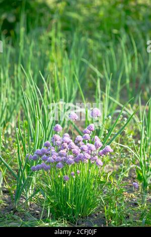 Purple blossoming chives on a sunny vegetable garden bed Stock Photo