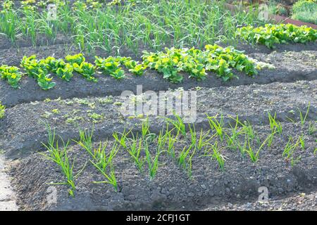 Fresh young scallions and spinach on a sunny vegetable garden patch with other vegetables in the background. With copy-space Stock Photo