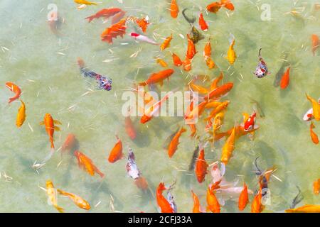 crowd of fish piled into a small pond looking for food Stock Photo