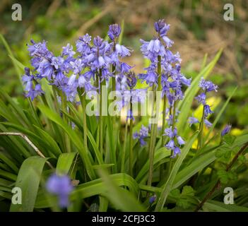 A Clump of Bluebells Stock Photo