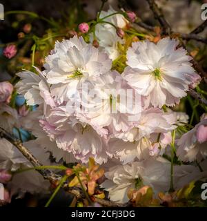 Japanese Cherry Blossom (Prunus Shimidsu Sakura) Stock Photo