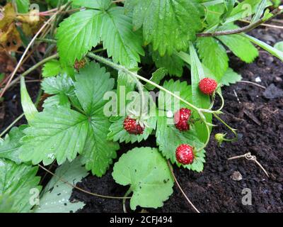 FRAGARIA VESCA Wild Strawberry in garden Stock Photo