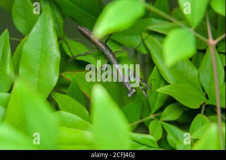 Chinese mantis (Tenodera sinensis) - Praying Mantis on green leaves. Stock Photo