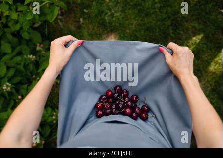 Woman shows cherries in the garden, top view Stock Photo