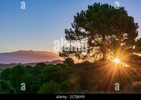 Sunrise with the sun behind a tree and the Pico del Caballo in the Sierra Nevada in the background. Stock Photo