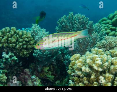 Klunzinger's wrasse, Thalassoma rueppellii, on coral reef in Hamata, Red Sea, Egypt Stock Photo