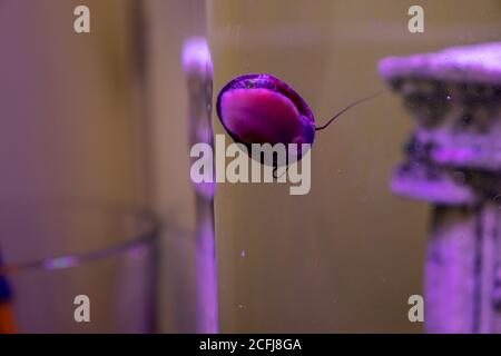 In an aquarium, the snail attached to the glass shows its underside. Stock Photo