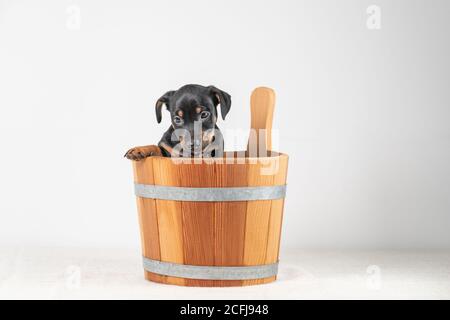 A portrait of a cute Jack Russel Terrier puppy, in a wooden sauna bucket, isolated on a white background Stock Photo