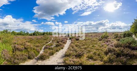 Panoramic view of footpaths paths in unspoilt heather and heathland countryside at Frensham Little Pond near Farnham, Surrey, southeast England Stock Photo