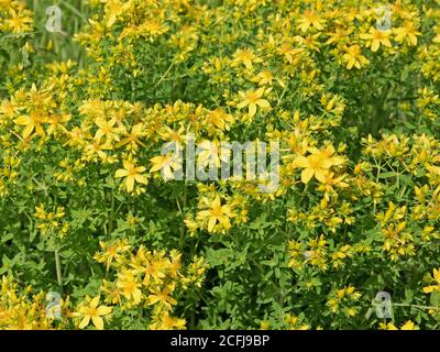 Blooming St. John's Wort, Hypericum perforatum Stock Photo