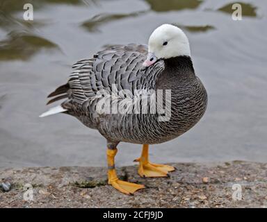 Emperor Goose (chen canagica) Stock Photo