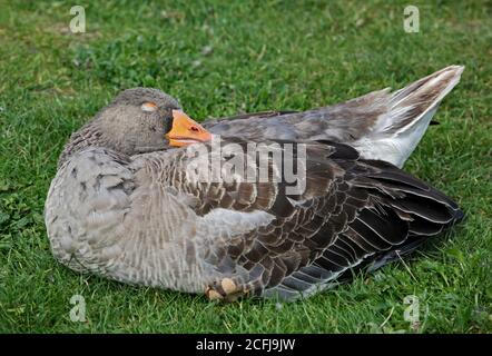 Greylag Goose (anser anser) Sleeping Stock Photo